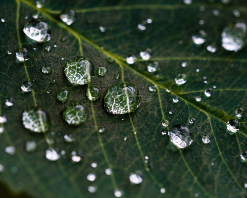 leaf with water