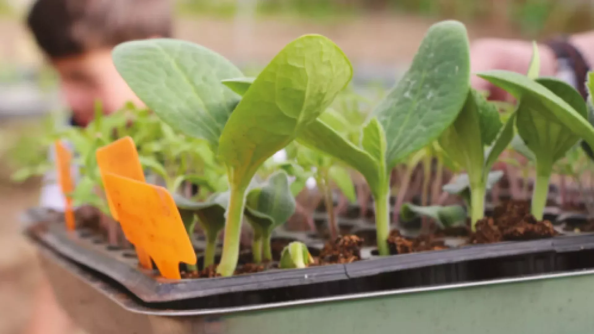 plant growing