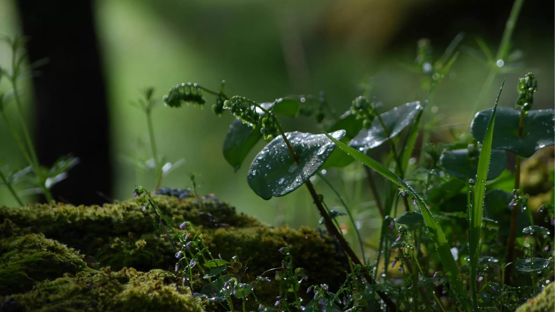 biodiversity