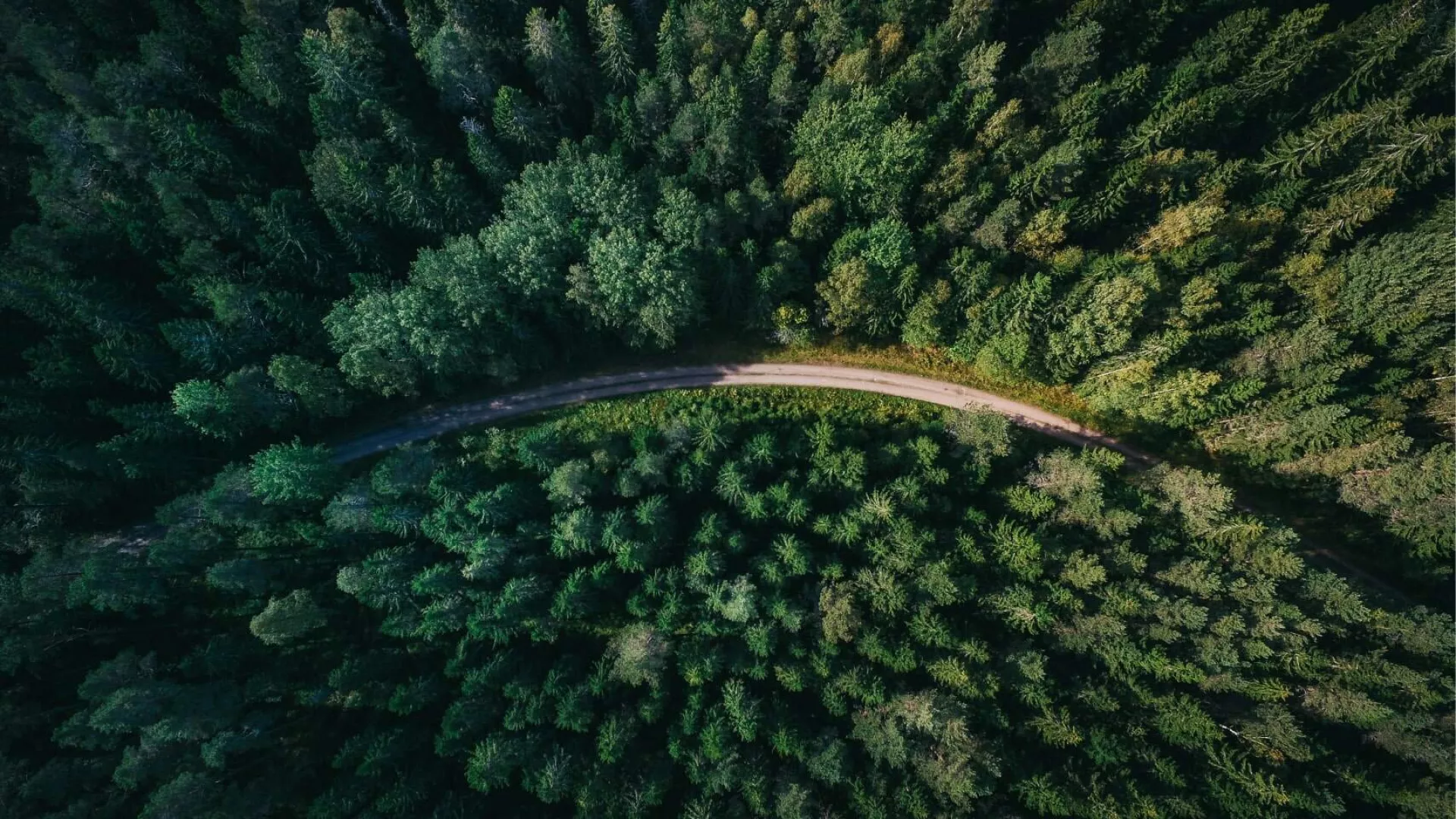 forest