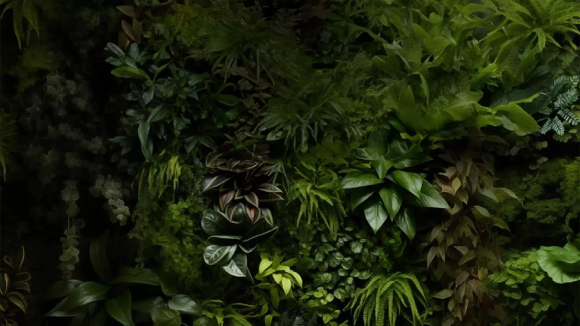 forest
