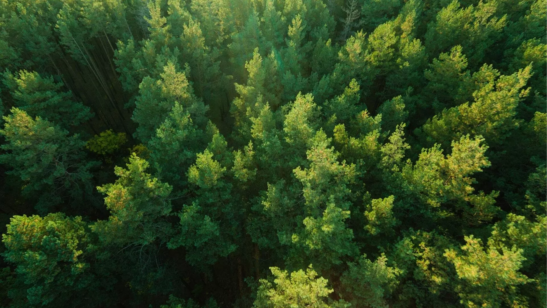 forest