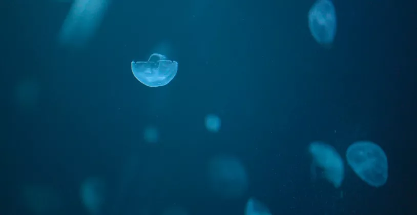 ecovisionarios_medusas.jpg