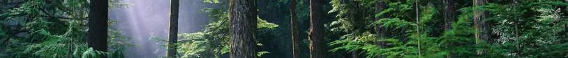 floresta_0.png