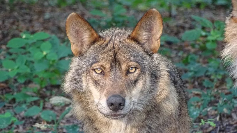 wolf-2705883_960_720.jpg