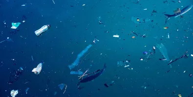 microplasticos_LR.jpg