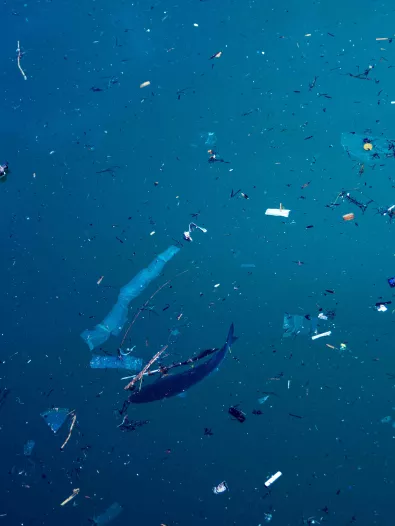 microplasticos_LR.jpg